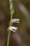 Texas lady's tresses